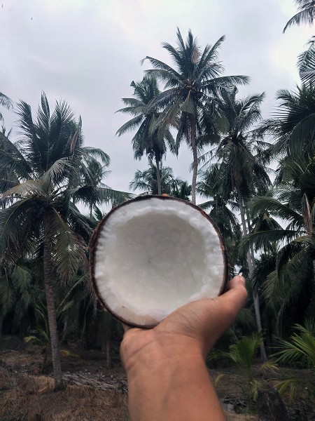 ขาย สินค้า มะพร้าวกะทิ จำหน่ายมะพร้าวกะทิแบบลูก ทับสะแก ประจวบครีรีขันธฺ์ ส่งฟรีกรุงเทพปริมณฑล